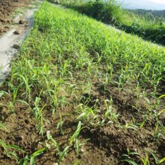 除草した後も雑草はこぼれた種が直ぐに発芽して伸びてしまいます