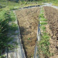 畑を耕す前に除草作業をしました
