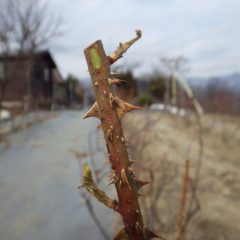 仮剪定の後、伸びた芽は寒さで凍って枯れています