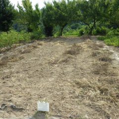 次の畑の除草した草の片付け