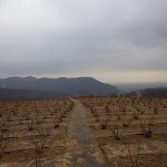 午後になって粉雪混じりの雨が降り出しました