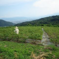 夕立もなくただただ暑いだけのローズ畑では今日も除草作業が続けられています