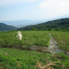 夕立もなくただただ暑いだけのローズ畑では今日も除草作業が続けられています