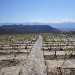 農場のローズ畑はモノトーンの景色が若草色に染まっています