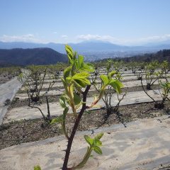 沢山の葉っぱが出ています