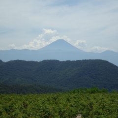 富士山の背後からは噴煙の様に入道雲がわき上がって来ました