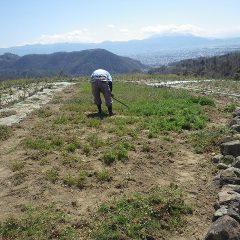 カモマイル・ジャーマン畑の除草作業は今日も続いています