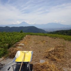 カモマイル・ジャーマン畑の除草した草の片付け作業の続きを行いました