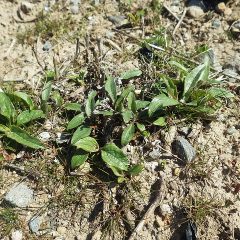エキナセアの新芽も大きく成長して来ました