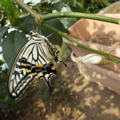 ハウスの中ではアゲハ蝶がサナギから孵化しました