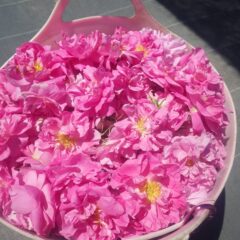 収穫籠いっぱいになったローズは輝いて見えます