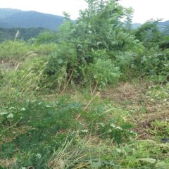 ローズ畑に雑草や雑木がどんどん迫って来てしまいます