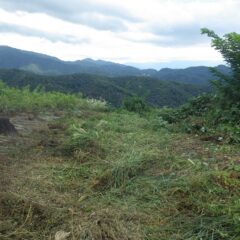 伐採した雑木と刈り取った雑草の片付け作業