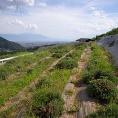 摘み取りの終わったラベンダー・グロッソ＆スーパー畑は既に雑草で覆われ始めています