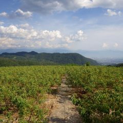 灼熱の中、ローズ畑の何処かで除草作業は日が傾くまで続いています