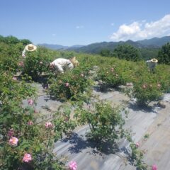 初夏の陽気になった農場ではローズの収穫が行われています
