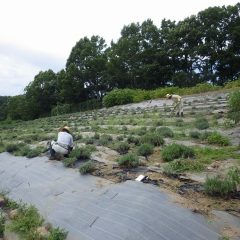 ローズ畑の除草作業が一段落したら息つく暇もなくラベンダー畑の除草作業開始です