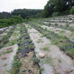 収獲が終わって1ヶ月でラベンダー畑は雑草だらけになっています