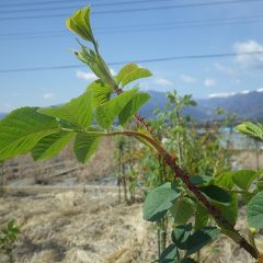 事務局前のローズの茎が伸びています