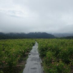 昨夜から降り続いた雨が昼前に上がった農場のローズ畑