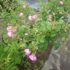 雨に打たれて花が重くなりうなだれているローズ