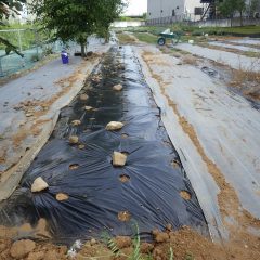 古いマルチを剥がし畑を耕して新しいマルチを張りました