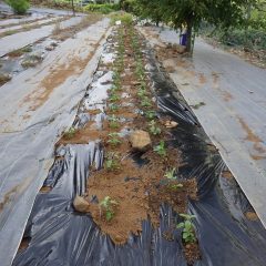 苗を定植して作業終了