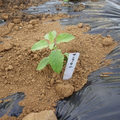 定植したばかりの苗