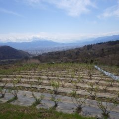 ローズ畑では除草作業が続けられています