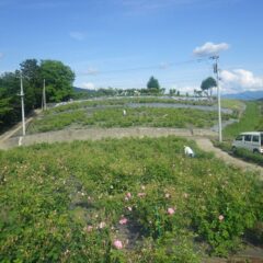 気温もグングン上がり蒸し暑い中で大急ぎで収穫しています