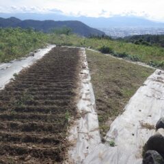続いてこちらの畑は先週除草しましたが再び雑草が伸びてしまいました