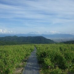 収穫の終わったローズ畑から遠くに富士山が見えました