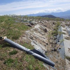 ボロボロになった防草シートの張り直し作業