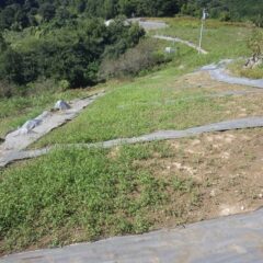 最後にこちらの畑は青々と雑草が茂っています