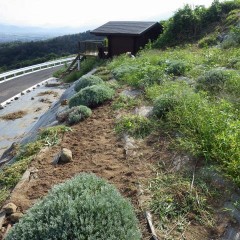 秋の長雨の合間、晴れたらやっぱり除草作業が待っています