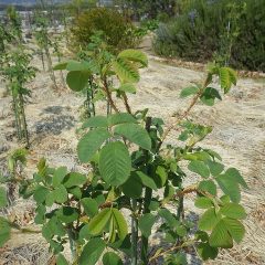 待望の蕾が立ち上がって来ました