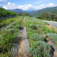 何時になったら終わる事やら・・・・・