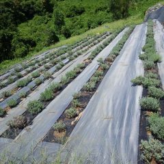 除草作業をして綺麗になったラベンダー畑