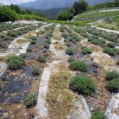 灼熱の太陽の陽射しで直ぐに干し草になることでしょう