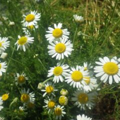 カモマイル・ローマンの花も次々に上がって来ています