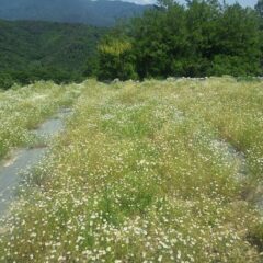 一番花の収穫が終わったカモマイル・ジャーマンから上がって来た二番花が咲き揃いました