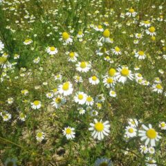 花数は一番花の半分ほどですが満開になりました