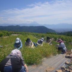 遠くの富士山を眺める事も無く目の前の花を摘み取っています