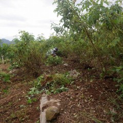 そして今日もお約束の除草作業