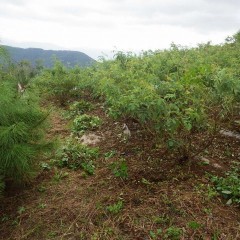 晴れたら除草、雨が上がったら除草
