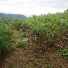 晴れたら除草、雨が上がったら除草