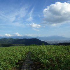 作業が終わる頃、ほんの少しだけ富士山が頭を出してくれました