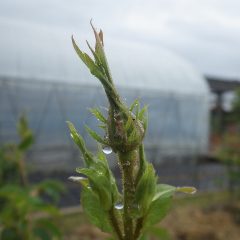 事務局前の膨らみ始めたローズの蕾に冷たい雨粒が付いています