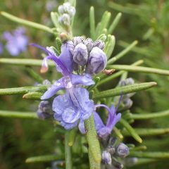 ローズマリーの花弁には雨粒が溜まっています