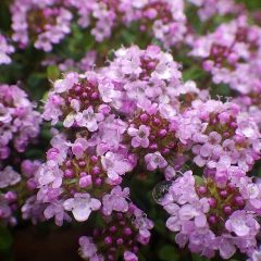 クリーピングタイムの小さな花にも雨粒が溜まっています